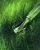 sat_eye_267.JPEG.webp